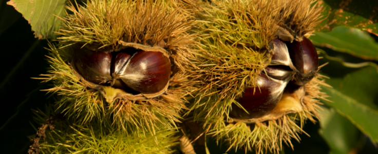 castanheiros