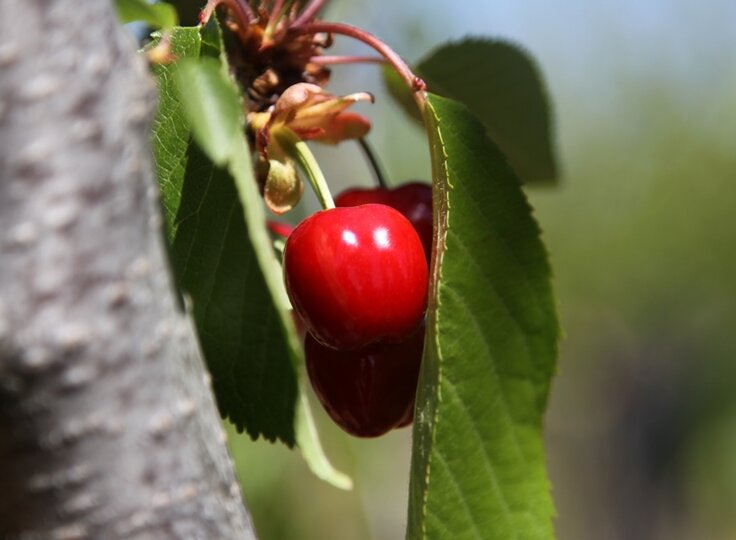 cereja