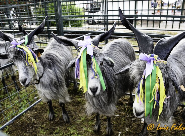 festa_cereja_alfandega_pastores__20_