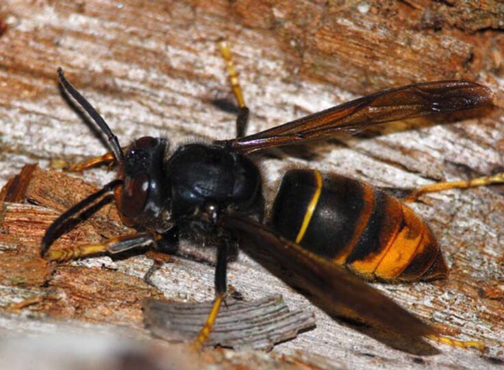 Vespa_Velutina3