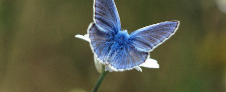 Cartaz zasnet 1 736 300