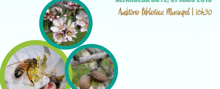 Dia aberto amendoa afe  1 736 300