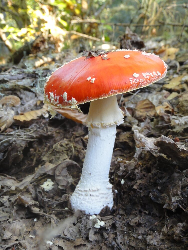 Amanita muscaria (13)