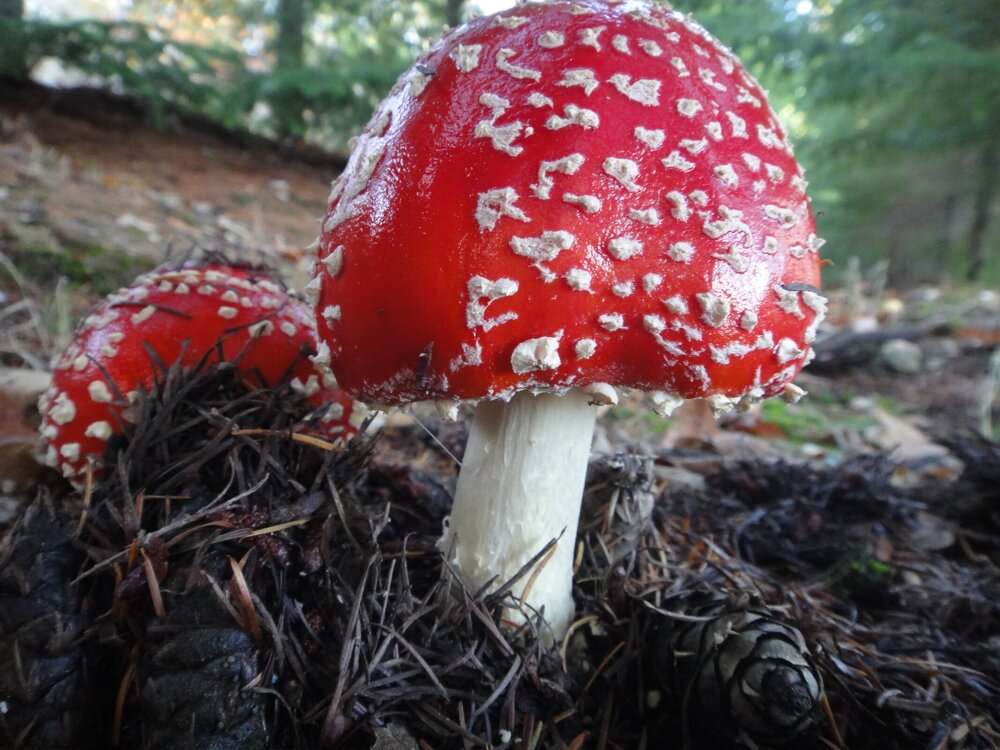 Amanita muscaria (30)