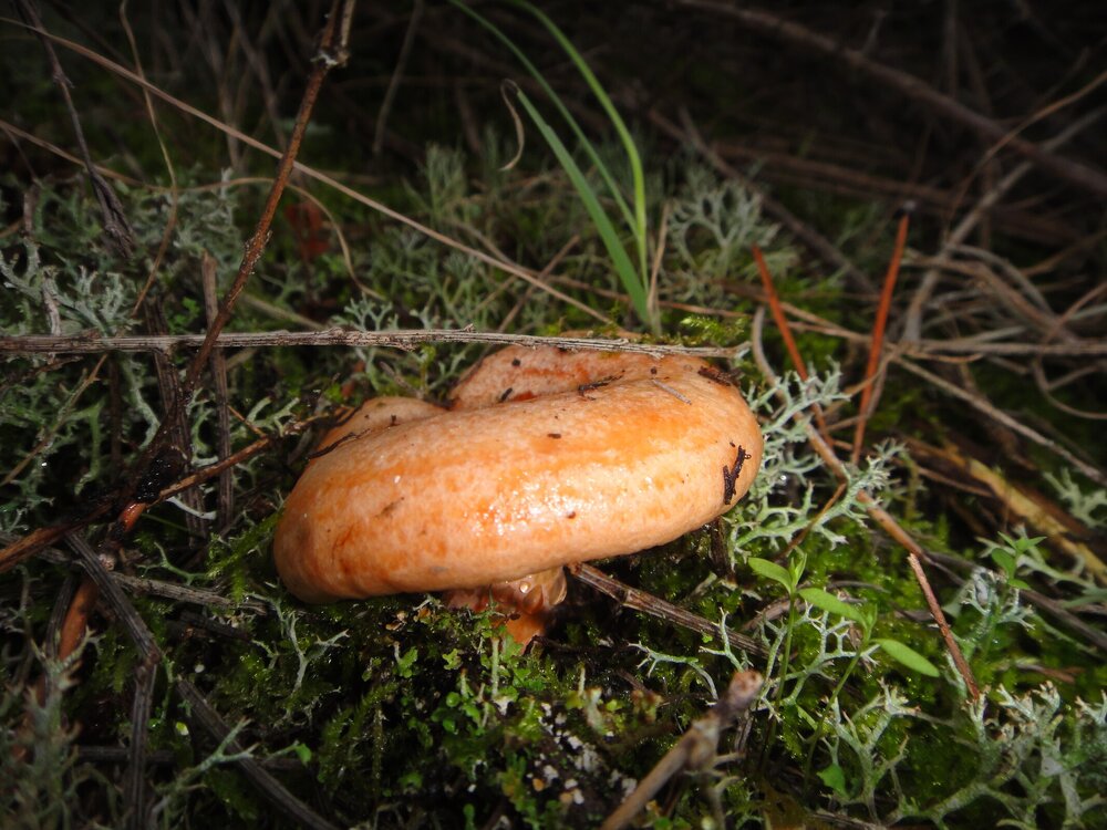 Lactarius deliciosus (8)