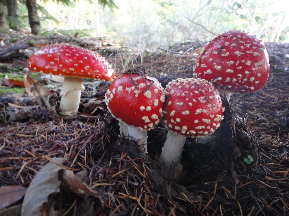 Amanita muscaria (28)