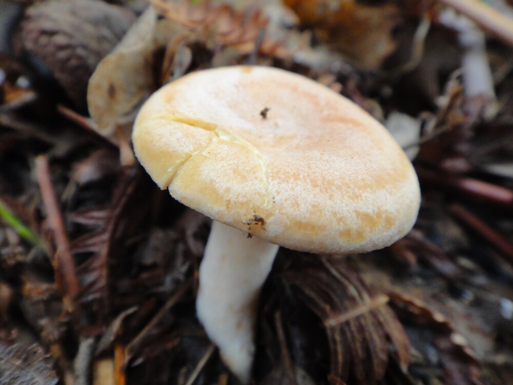 Lactarius chrysorrheus (3)