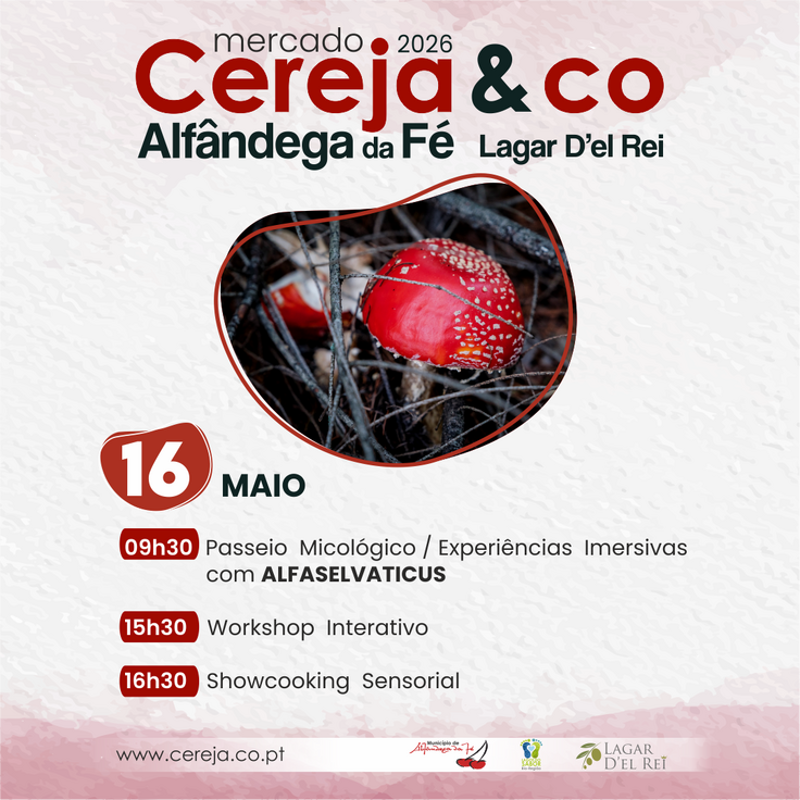 mercado fc26_insta_16_micologia