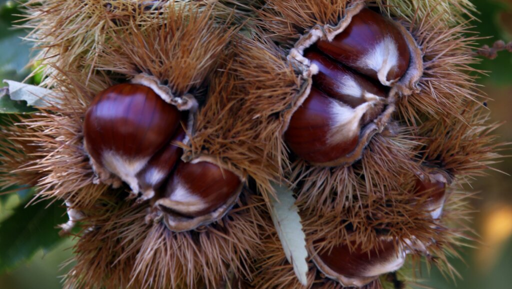 Castanhas 1 1024 2500